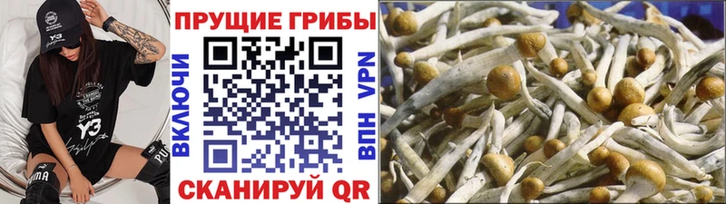 Галлюциногенные грибы Cubensis сколько стоит mega рабочий сайт Арзамас